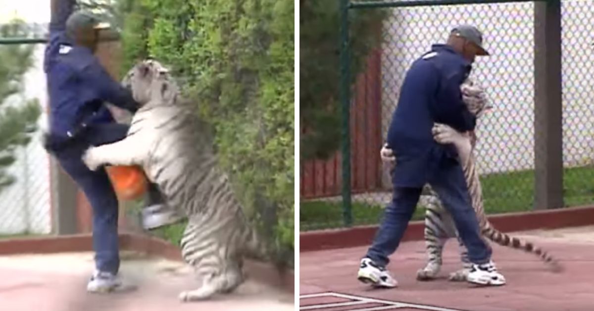 WATCH: The Insane Moment Mike Tyson Wrestling With His Pet Tiger